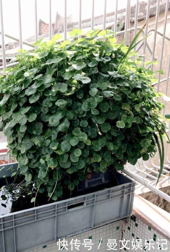 这4种花,不用土只用水,就能养成绿窗帘!