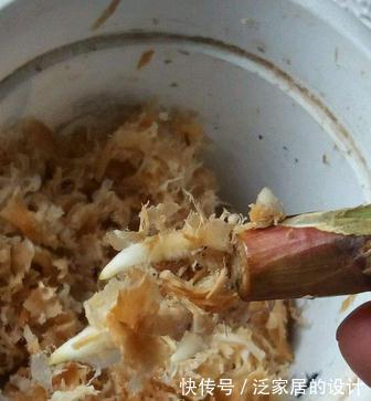 君子兰黄叶，黑尖，烂叶，烂根，怎么办