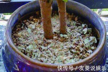 土壤|4种垃圾不会分类别担心,埋在花盆底,叶子绿得直滴油!