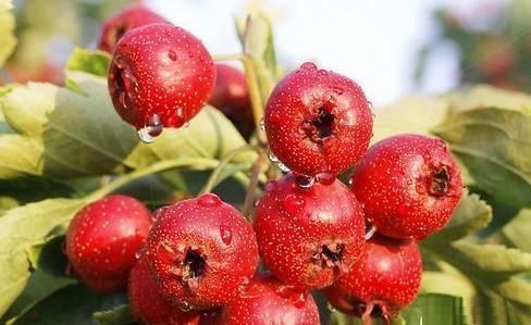 行气|山楂健胃消食都了解 但山楂与一物泡水,还可以治腰疼及高血压
