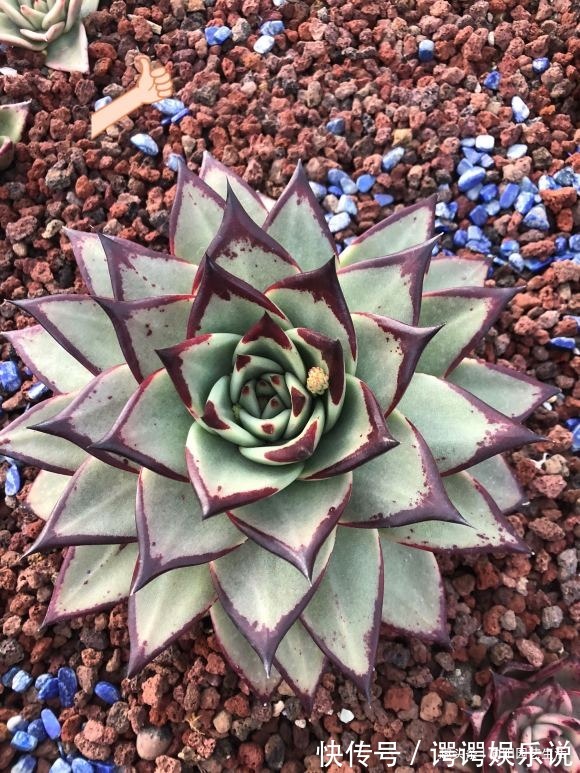 3种多肉最“保值”，越养越值钱，赶紧养几棵，5年后价格翻10倍