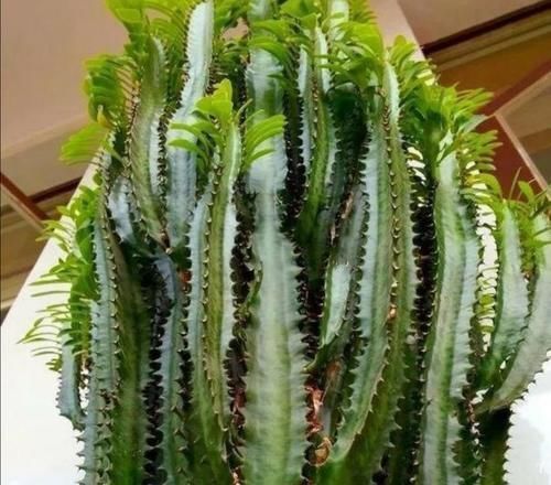 植株|养龙骨花,掌握这几个技巧,植株长得又粗又高,极具观赏价值