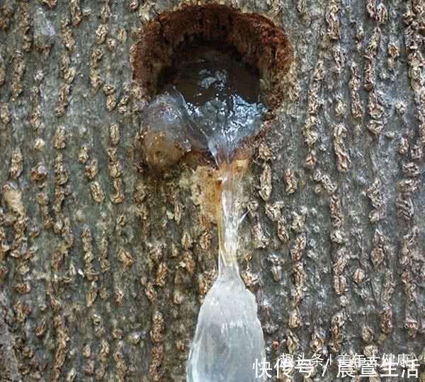 食物|皱纹“最怕”的几种食物, 女人要常吃, 每一口都是满满的胶原蛋白