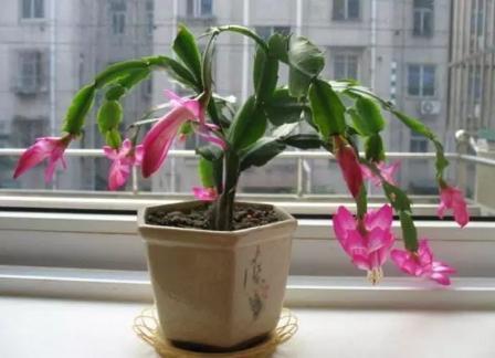 什么蚯蚓粪、柳枝水都不如“万能肥”,啥花都能养,1-2勺就管事