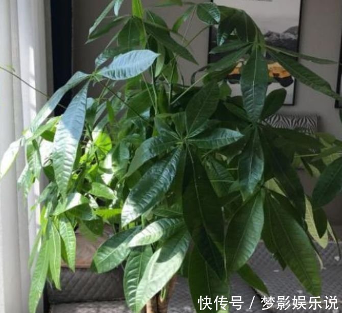 阳台上|正月二十七,家里养上4种花,净化空气好,好养又便宜