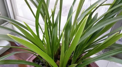 如何将兰花盆栽好？将这5方面落实到位就成功了一大半