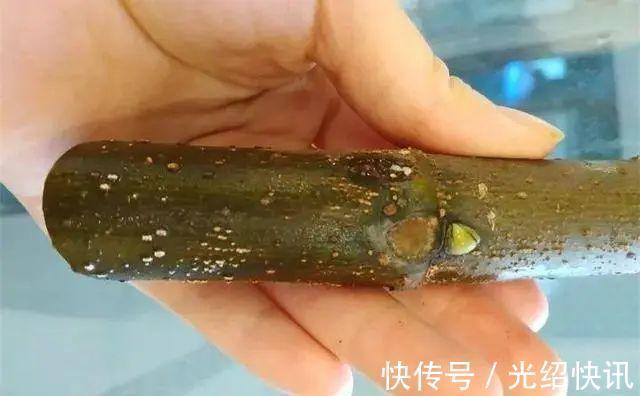 大粗杆插土里,7天生根,当年结果压弯枝,不用买水果了!