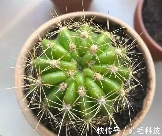 非洲菊|这些花草不要往叶面上喷水,否则只剩下花盆