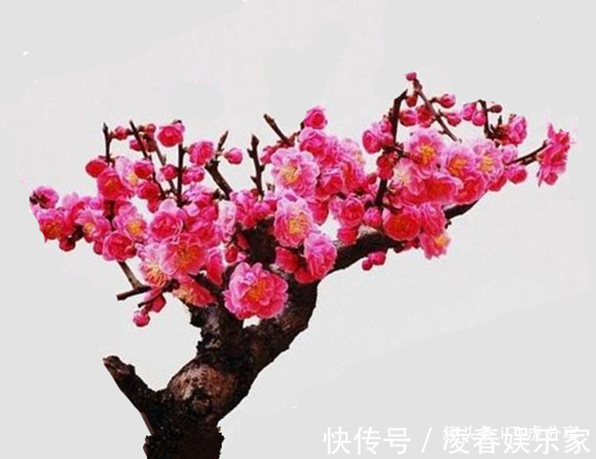 花中三绝和花草四雅,每一盆都飘逸俊秀、亭亭玉立,你家有吗