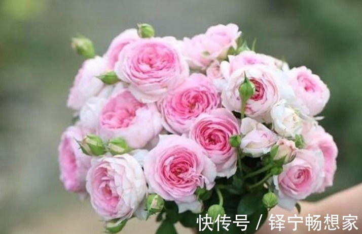 “3种花”很适合阳台养,花香四溢,花朵烂漫迷人,开花一簇簇!