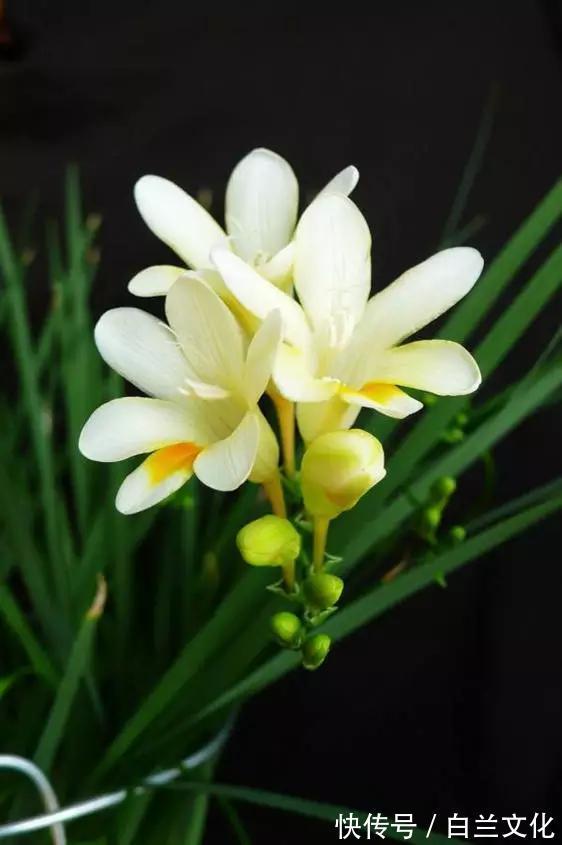 养花知识叫兰不是兰，花却美成仙，看看你家有几盆