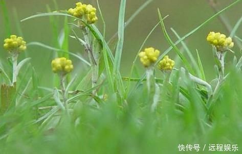 血压|此“野菜”,具有平稳血压,缓解风湿痛等多种功效,比荠菜更好吃