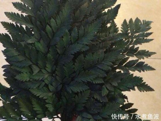 种花|室内“3种花”一见光就烂根,只要摆角落,一年四季“翠亮如春”