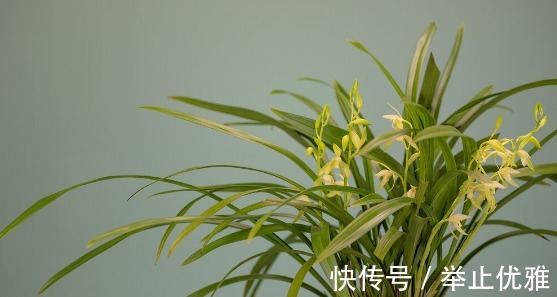 养分|养殖兰花和君子兰始终不开花，不是技术不行，是四点没做好