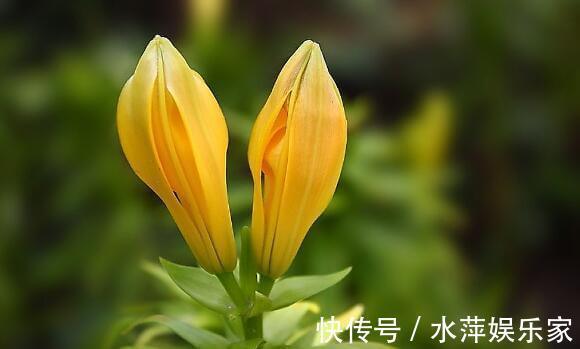 百合|家中养盆“黄百合”花语财富与高贵,花美色艳,养上一盆值了