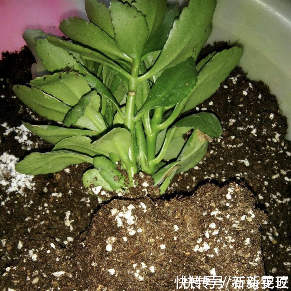 花海|她对长寿花“痴迷”,2个阳台、6个窗台都摆满了,过年开成花海