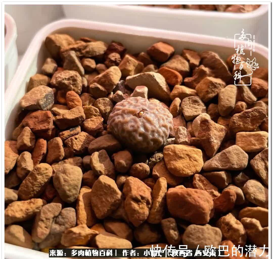 从景天到水泡和肉锥,那些年阳台种植多肉的历程!