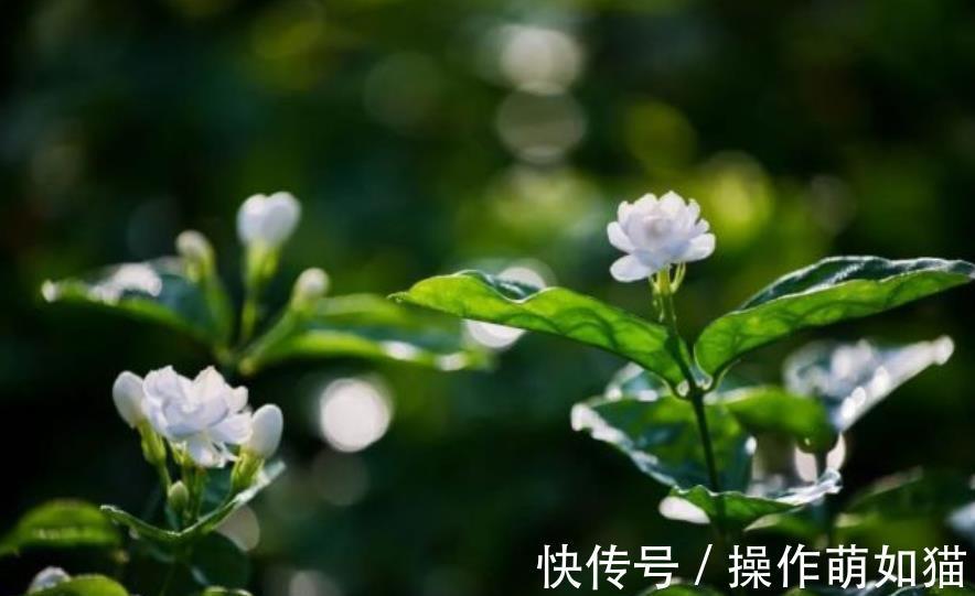 施肥|12月开始冬眠的6种花，停止施肥少浇水，越晒长势越健壮