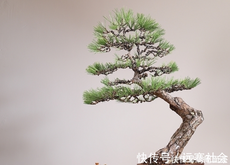 园艺|中国盆景欣赏，园艺大师经过几十年的精心打理，感受盆景独特的美