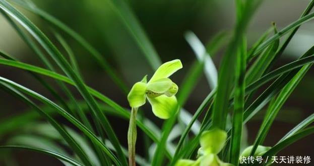  都需要春化|兰花春化需要多长时间，温度大概是多少？