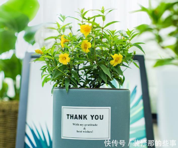 茉莉|三种茉莉花,各有各的美,别只养普通茉莉了