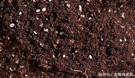 百合种球|喜欢百合,可你真的会种吗?百合种植方法图解