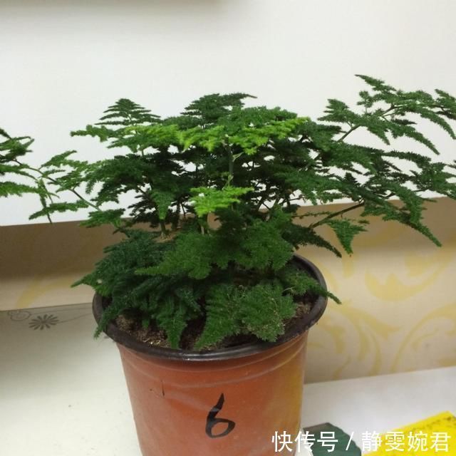 迎客松|非常受欢迎的盆栽,型如“迎客松”,四季常绿又好养,比文竹好看