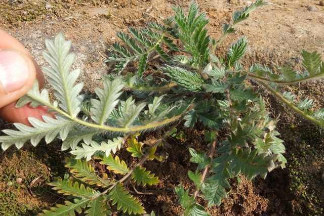 鸡蛋草|“鸡蛋草”发现这种草的话不要扔了, 药用价值很高