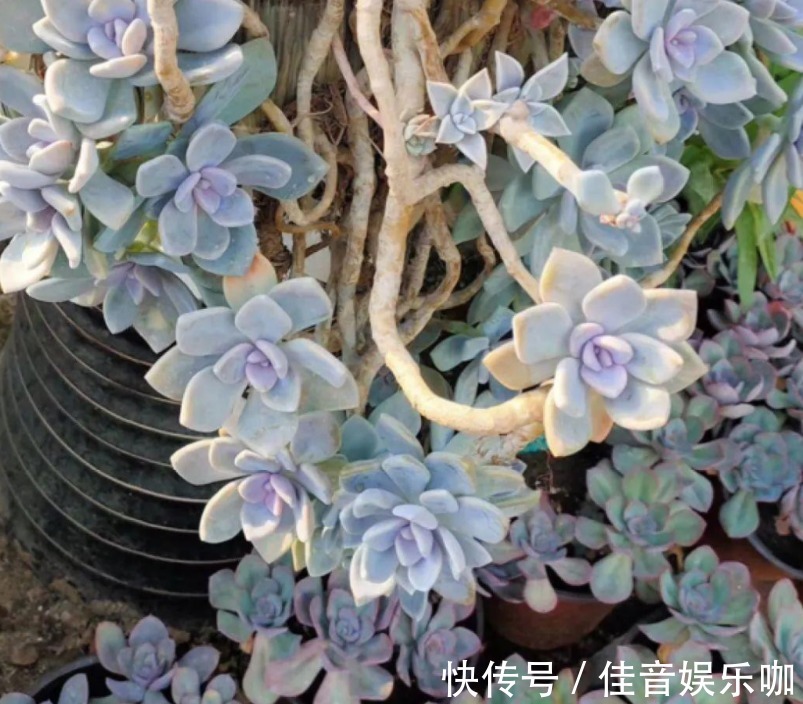 土壤|寻常多肉该怎么养护,才能快速蜕变成木桩?盆栽抓住3点