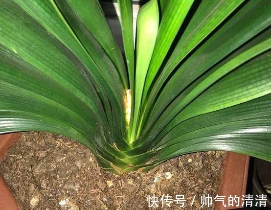 新芽|如何养殖君子兰,侧芽蹭蹭往外冒施肥用它们,盆栽新芽窜不停