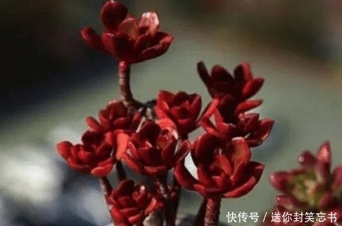多肉植物老是养不活?可能是你太勤快了,来看看