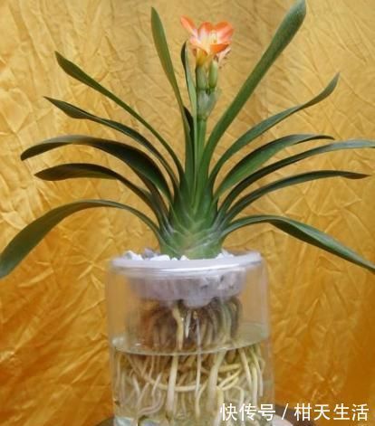 君子兰君子兰|君子兰不开花还总是烂根教你一招,君子兰从此长不停