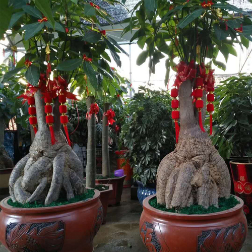 开花|6种漂亮花，都有“大肚子”，吸一次水一个月不浇，天热狂开花