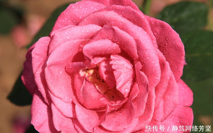 养眼|月季是花友们必养的花卉,开花大而且颜色艳丽,很是养眼