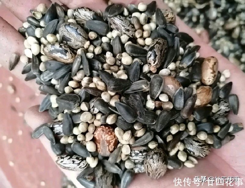 新手|君子兰秋天翻盆，有5段“顺口溜”，简单好学，新手照做即可