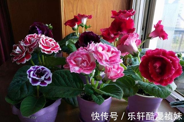 8种“洋气花”,天冷别喷水,不然黄叶、掉花苞,越养越难看