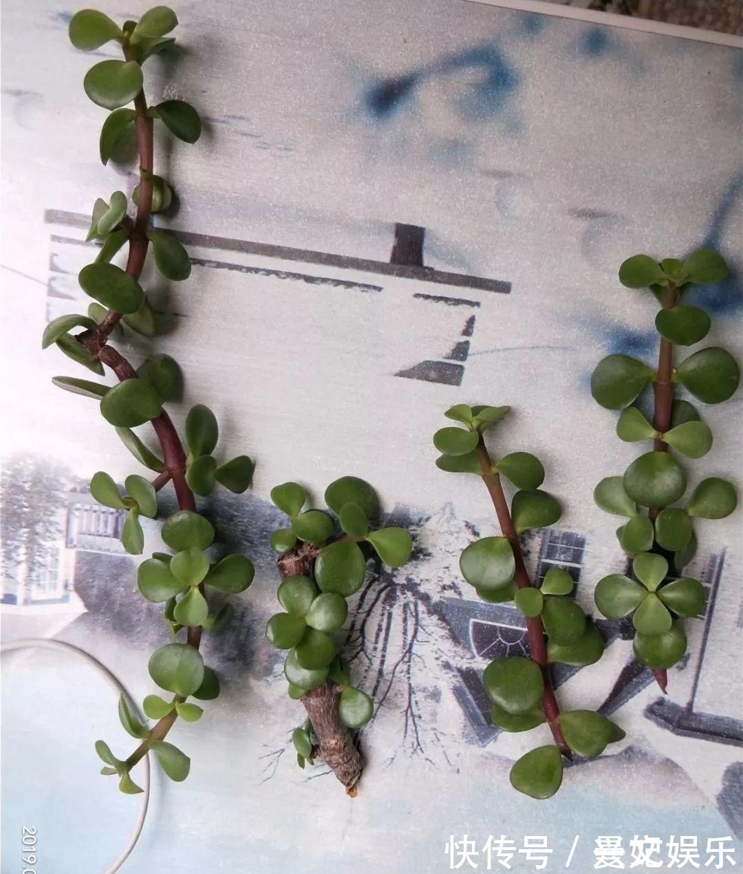 3种招财树,想养别花钱,掐个枝就生根,能得一大盆!