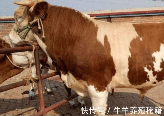 肉牛|牛消化不良积食怎么办?牛胃里有积食不倒嚼用啥药?这里有好方法