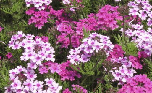 花量|超优秀的4种花,全年开花,花量丰富,阳台变花园!