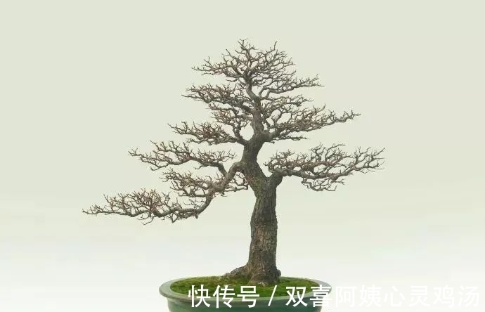 马尾松|徜徉盆景40余年的“盆景迷”