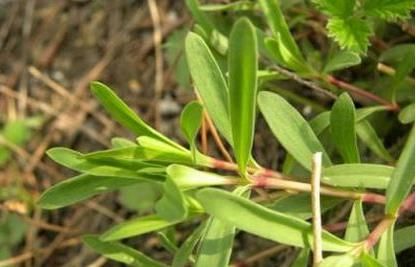  此类|农村此类野菜，养血补虚，美容降压，抗衰老，个个都是宝