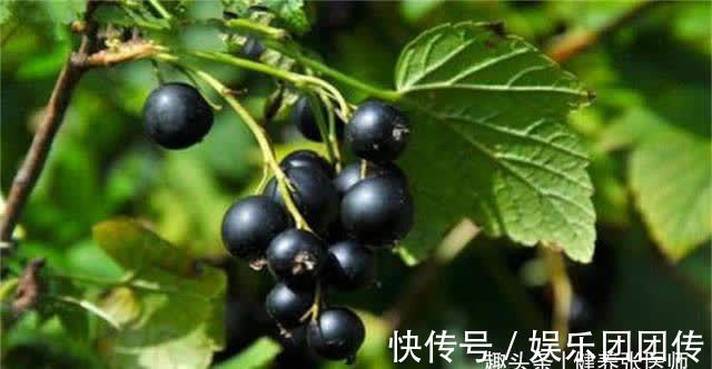 膳食纖維|每天晚上堅持吃3種食物，美容養生，延緩衰老，愛吃就賺了
