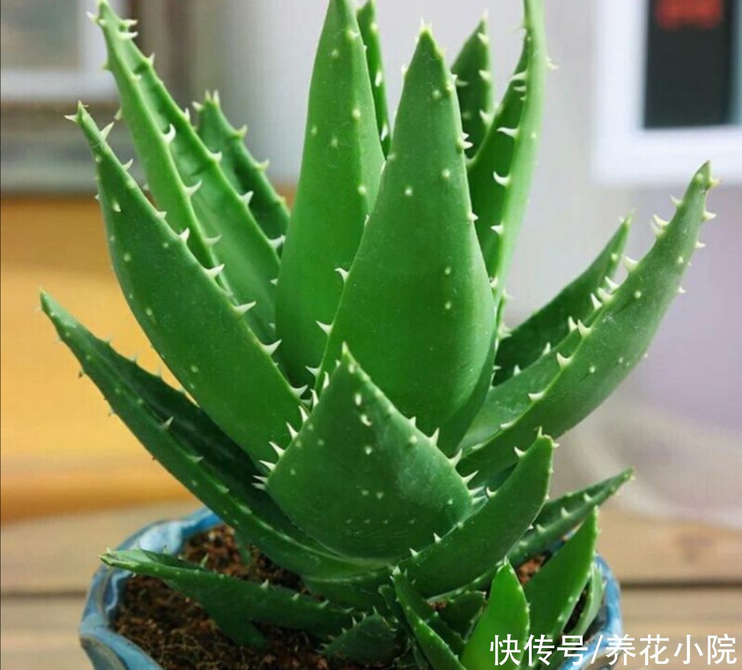 漂亮|养不好花，先养3种漂亮植物，见土就活，美观大方