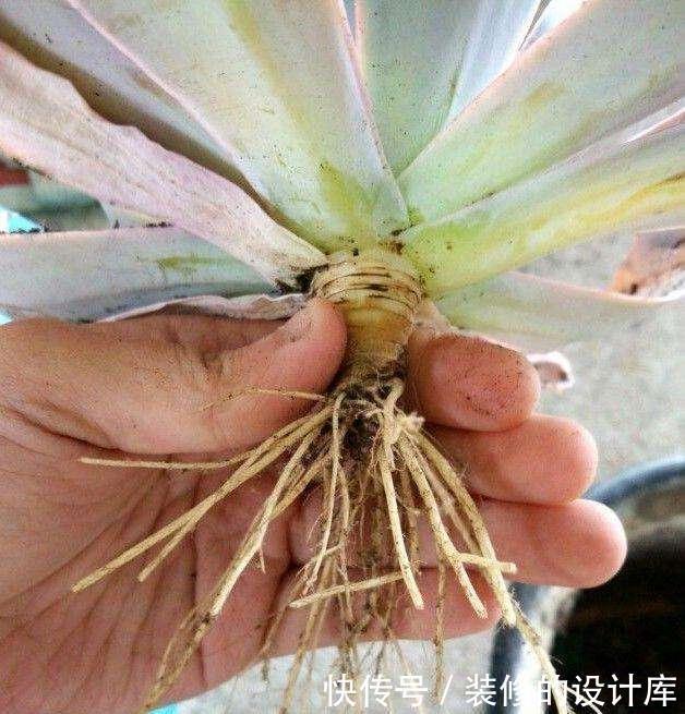 多肉植物换盆别忘了做1件事,15天服盆,侧芽长不停