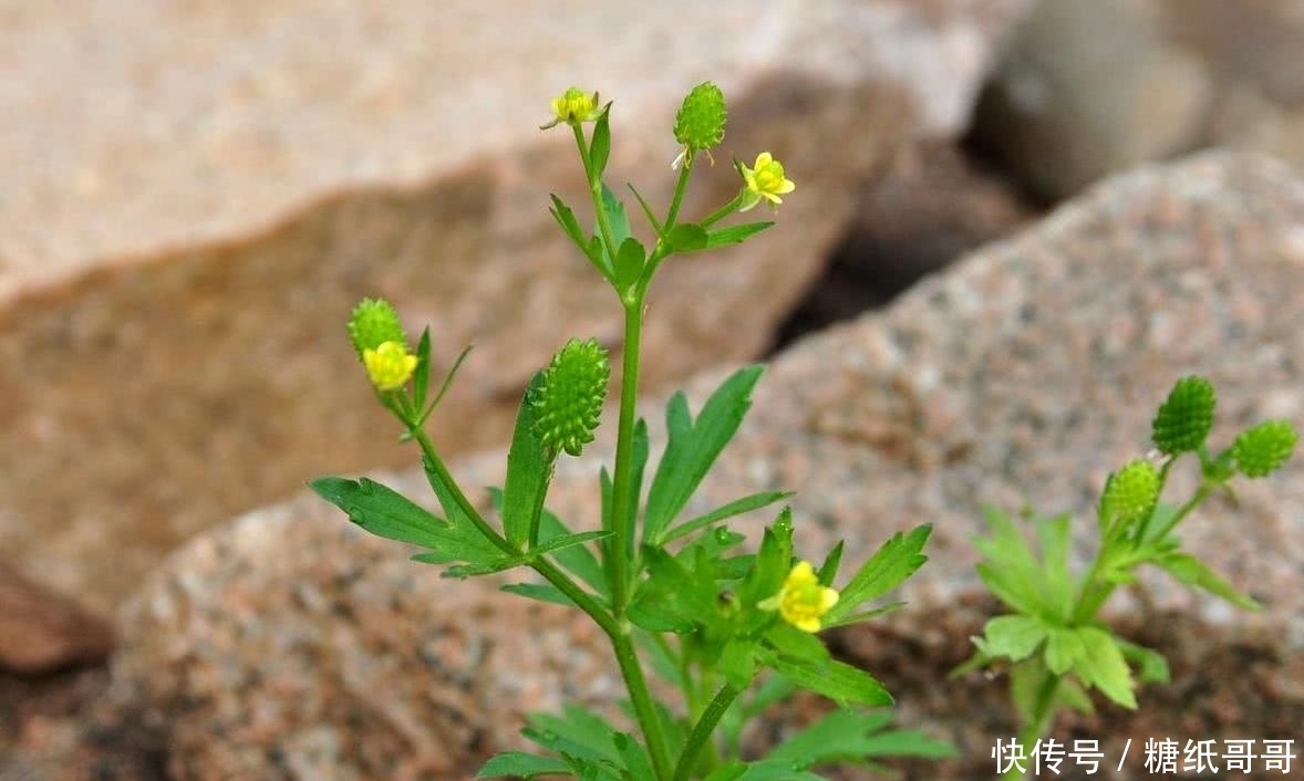 这种野草,民间俗称“野桑葚”,常被错认成艾草,见到请别碰它