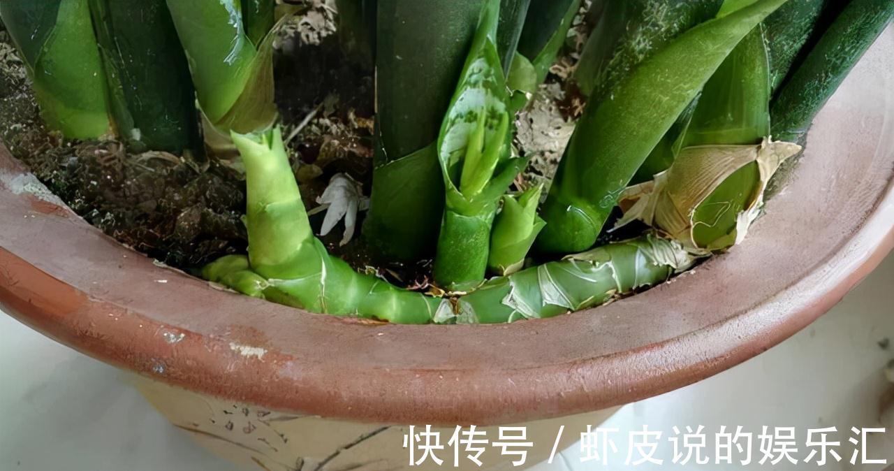 植物|7种“懒人花”,漂亮又好养,客厅养一盆,大气吉祥,养人又旺家