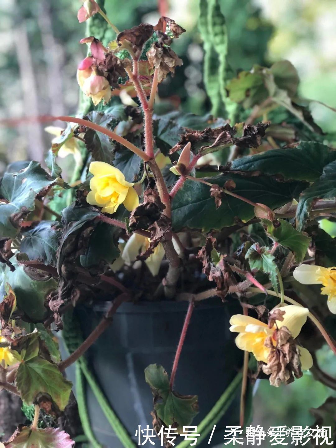 秋海棠盆栽养护问题解答,病虫害防护,不开花和新芽脱落解决方案