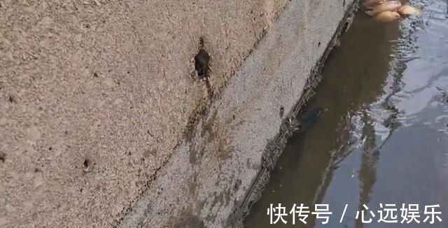 罗非鱼|这鱼在漠阳江快泛滥了,钓鱼人:到处都是,所幸还好吃