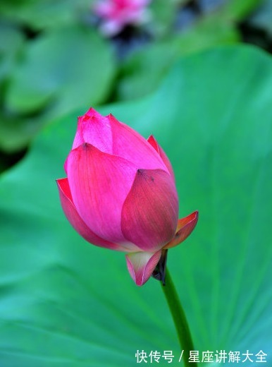 横财|10月上旬，4属相时来运转，横财大旺，桃花朵朵，收获满满