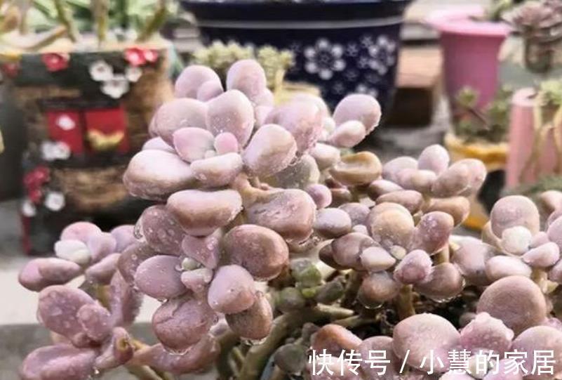 多肉|秋天多肉爱喝水，满足3个条件，肉肉淋雨后更漂亮